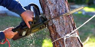 Best Pest Control for Lawns  in Beeville, TX