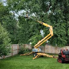 Best Tree and Shrub Care  in Beeville, TX