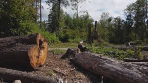Best Tree Disease Treatment  in Beeville, TX