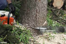 Best Tree Mulching  in Beeville, TX