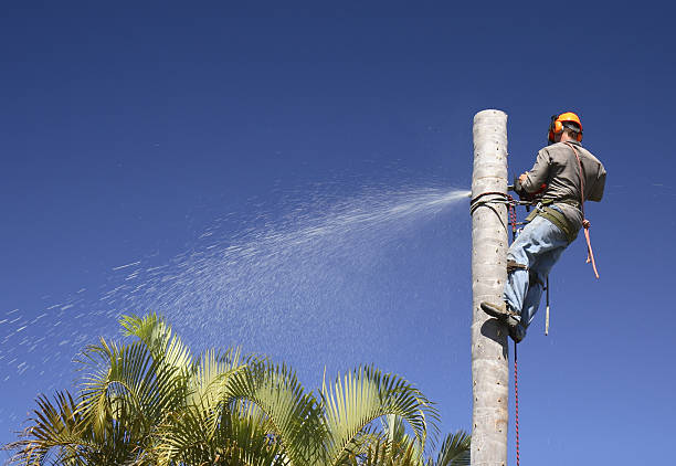 Best Emergency Tree Removal  in Beeville, TX