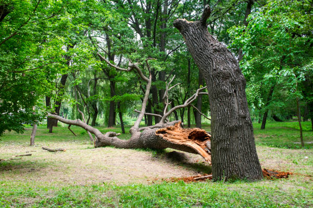 Best Storm Damage Tree Cleanup  in Beeville, TX