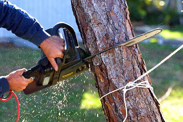 Best Utility Line Clearance  in Beeville, TX