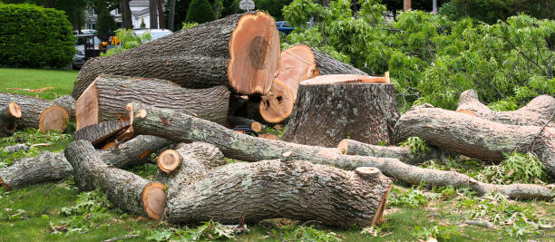 Best Hazardous Tree Removal  in Beeville, TX