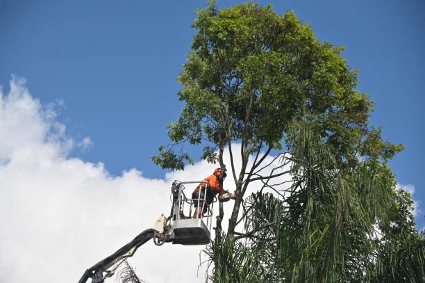Best Landscape Design and Installation  in Beeville, TX