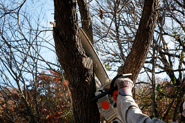 Professional Tree Care in Beeville, TX