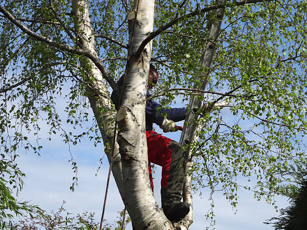 How Our Tree Care Process Works  in  Beeville, TX