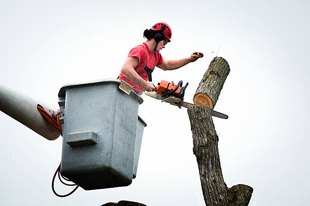 Best Tree Preservation Services  in Beeville, TX