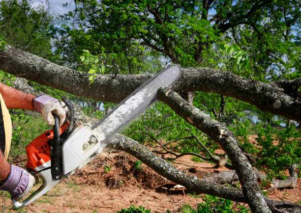 Best Soil Testing and Treatment  in Beeville, TX